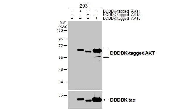 AKT Antibody (HL2915)