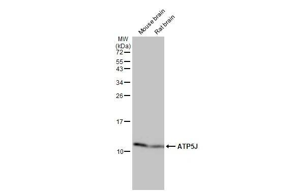 ATP5J Antibody (HL2934)