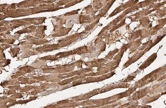 Flightless I Antibody (HL2966)