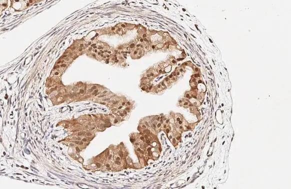 RGS2 Antibody (HL2987)