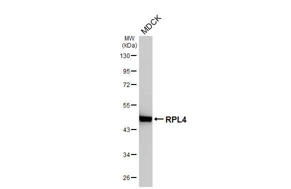 RPL4 Antibody (HL3008)