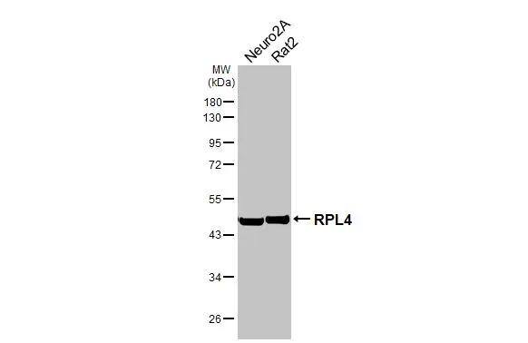 RPL4 Antibody (HL3008)