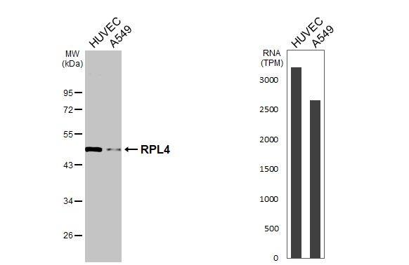 RPL4 Antibody (HL3008)