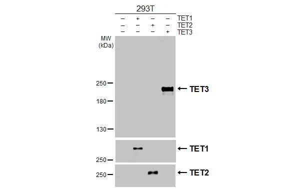 TET3 Antibody (HL3009)