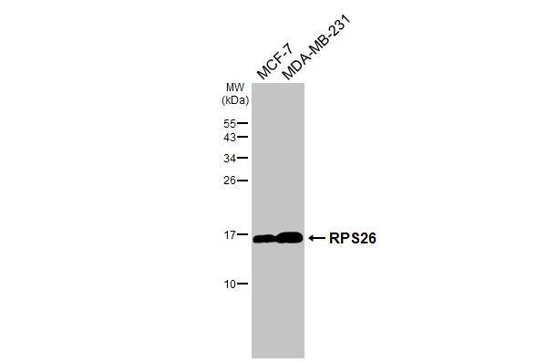 RPS26 Antibody (HL3013)