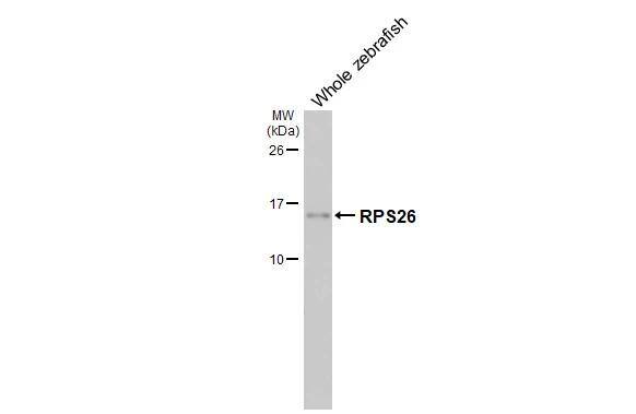 RPS26 Antibody (HL3013)