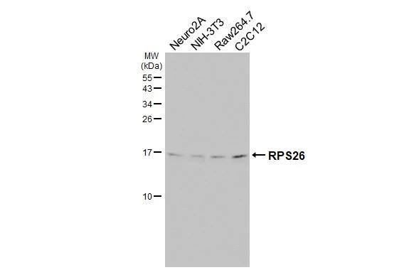 RPS26 Antibody (HL3013)
