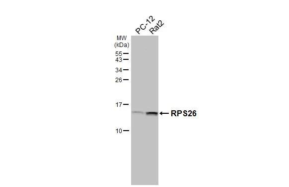 RPS26 Antibody (HL3013)