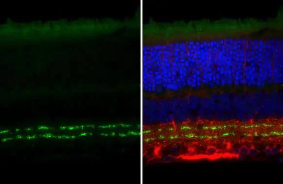 VAChT/SLC18A3 Antibody (HL3053)