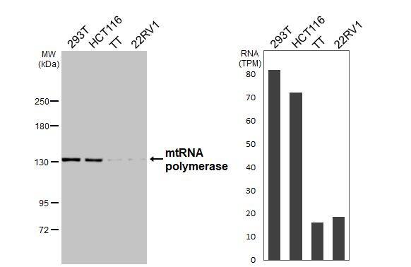 mtRNA polymerase Antibody (HL3068)