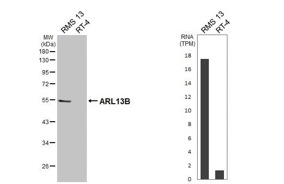 ARL13B Antibody (HL3092)