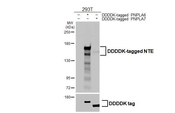 PNPLA6 Antibody (HL3127)