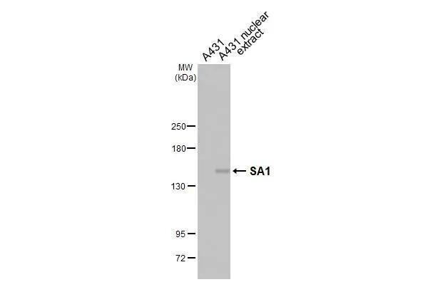 SA1 Antibody (HL3139)
