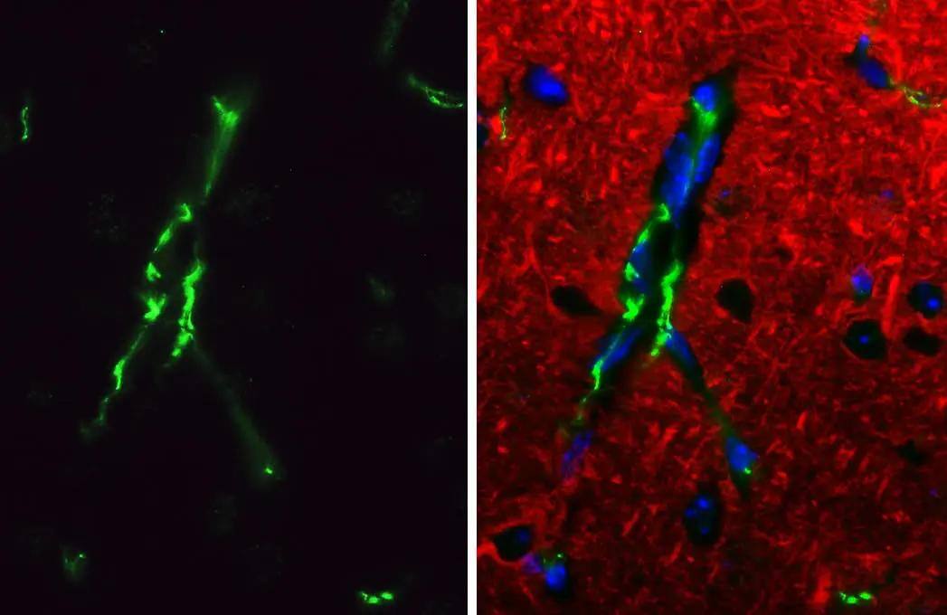 Claudin-5 Antibody (HL3156)
