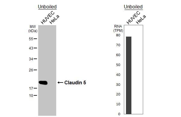 Claudin-5 Antibody (HL3156)