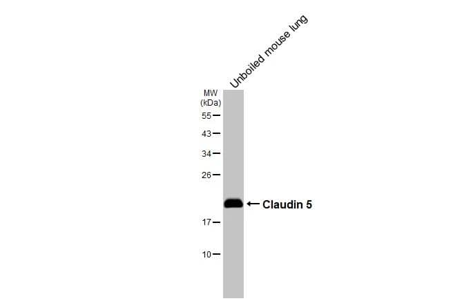 Claudin-5 Antibody (HL3156)