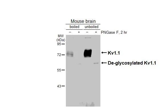 Kv1.1 Antibody (HL3162)