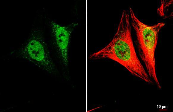 LSM4 Antibody (HL3172)