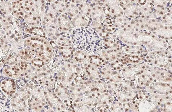 LSM4 Antibody (HL3172)