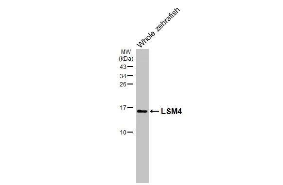 LSM4 Antibody (HL3172)