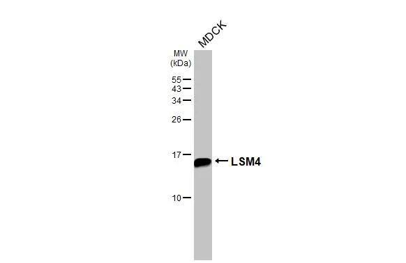 LSM4 Antibody (HL3172)