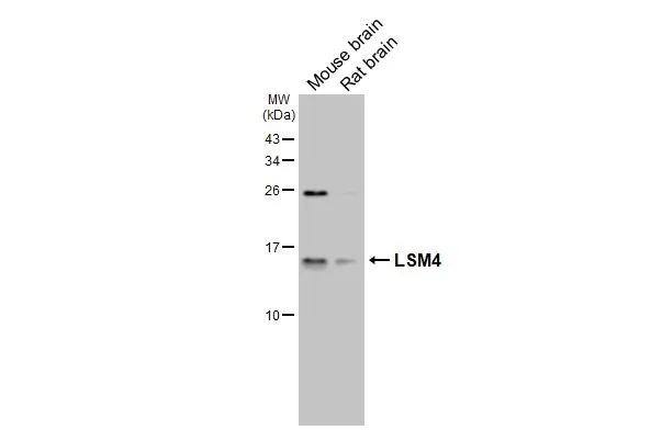 LSM4 Antibody (HL3172)