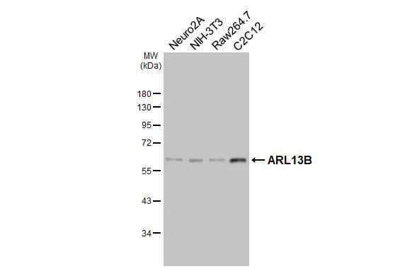 ARL13B Antibody (HL3179)