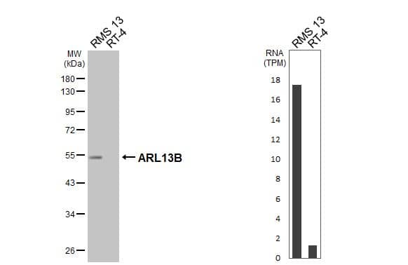 ARL13B Antibody (HL3179)