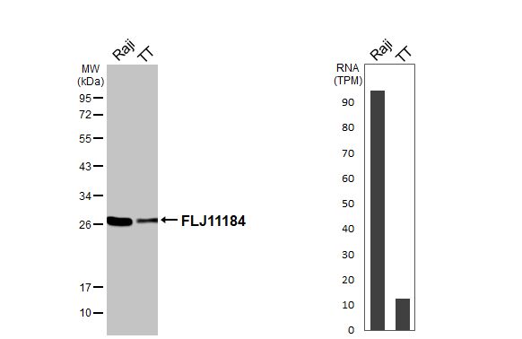 FLJ11184 Antibody (HL3197)