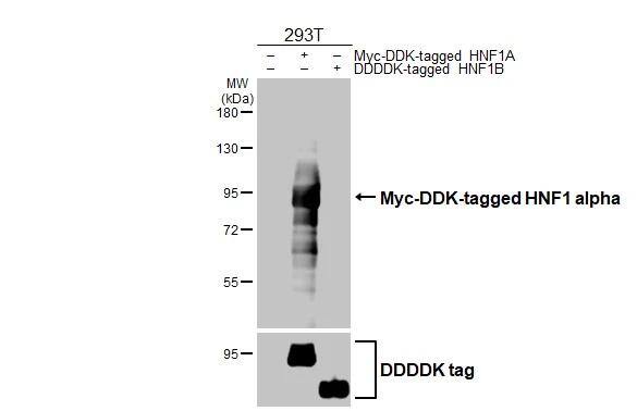 HNF1 Antibody (HL3229)
