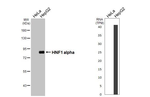 HNF1 Antibody (HL3229)