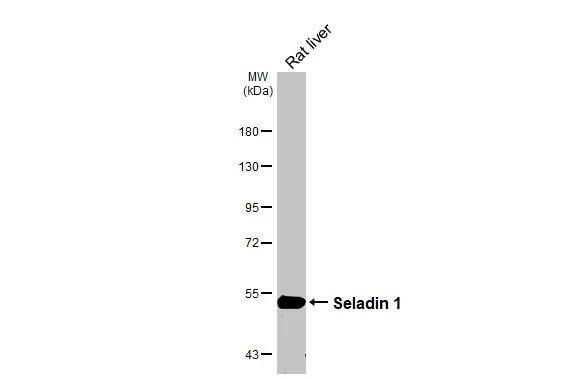 Seladin 1 Antibody (HL3253)