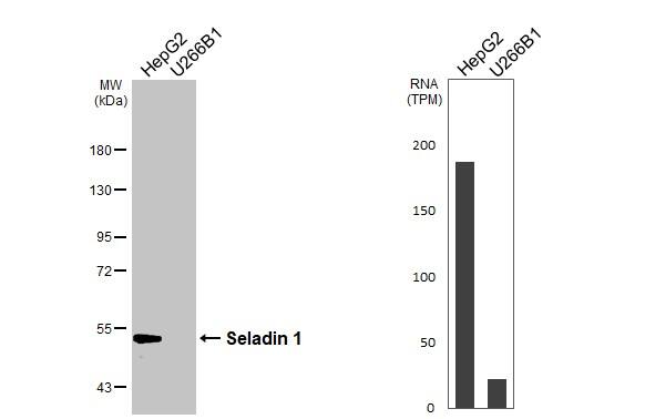 Seladin 1 Antibody (HL3253)