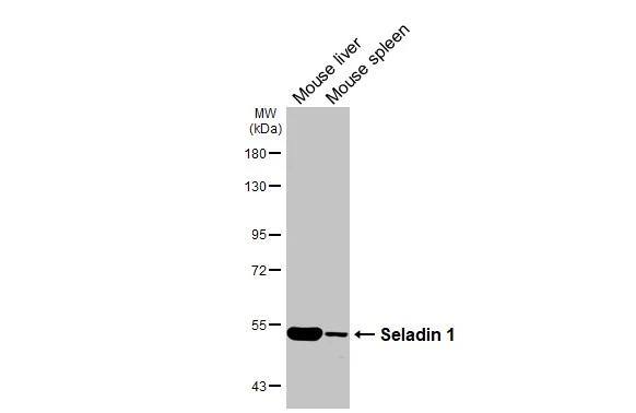 Seladin 1 Antibody (HL3253)