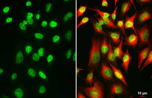 SP2 Antibody (HL3271)