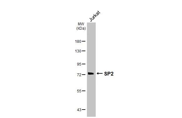 SP2 Antibody (HL3271)