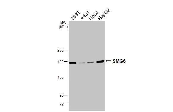 SMG6 Antibody (HL3274)