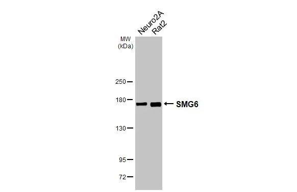 SMG6 Antibody (HL3274)