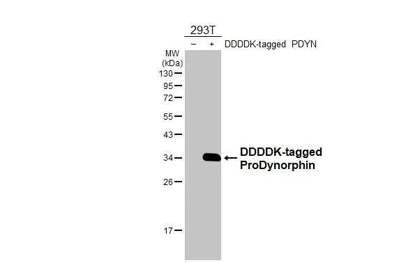 Prodynorphin/PDYN Antibody (HL3295)