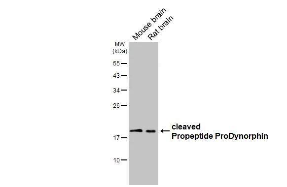 Prodynorphin/PDYN Antibody (HL3295)