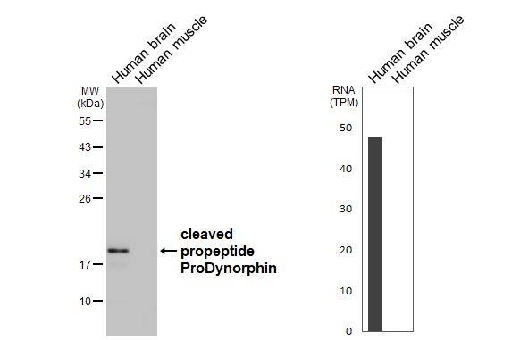Prodynorphin/PDYN Antibody (HL3295)