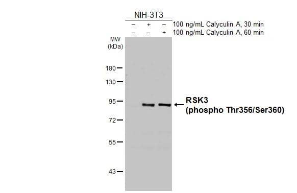RSK3 [p Ser360, p Thr356] Antibody (HL3299)