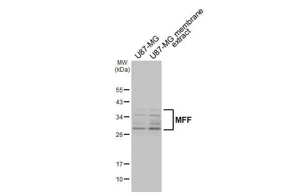 MFF Antibody (GT26)