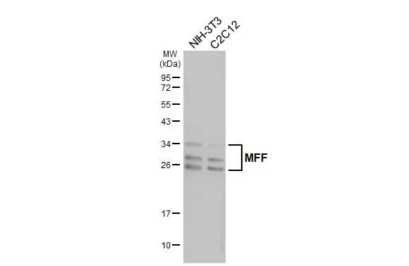MFF Antibody (GT26)