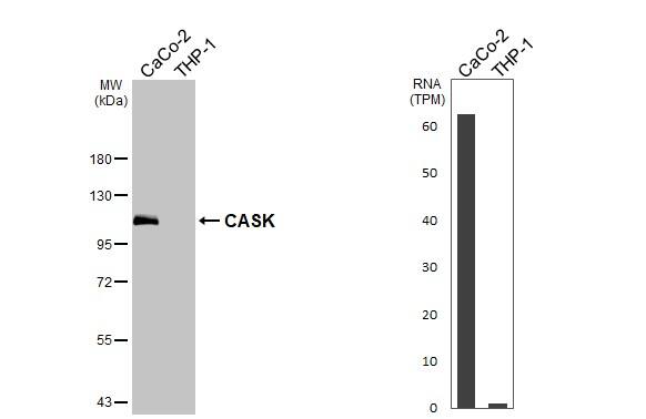 CASK Antibody (GT27)