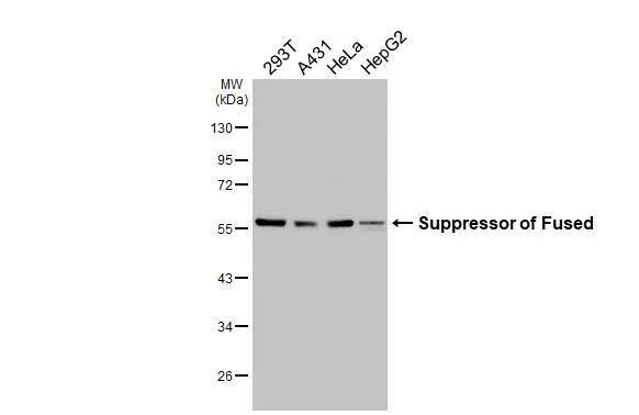 Suppressor of Fused Antibody (HL3374)