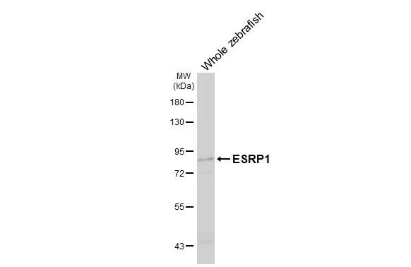 ESRP1 Antibody (HL3413)