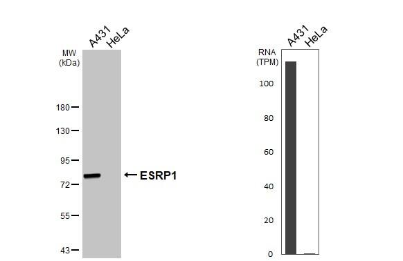 ESRP1 Antibody (HL3413)