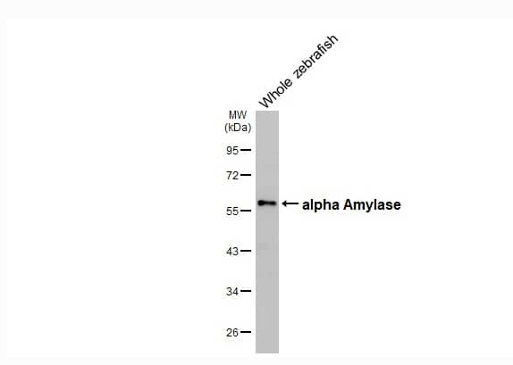 Alpha Amylase Antibody (HL1681)