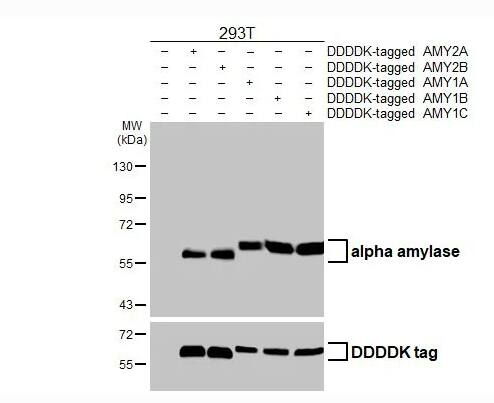 Alpha Amylase Antibody (HL1681)